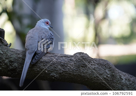 Diamond dove ~ Sagamihara Asamizo Park Fureai Animal Square ~ Diamond dove ~ Sagamihara Asamizo Park Fureai Animal Square ~ 106792591