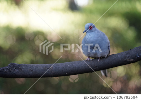 Diamond dove ~ Sagamihara Asamizo Park Fureai Animal Square ~ Diamond dove ~ Sagamihara Asamizo Park Fureai Animal Square ~ 106792594