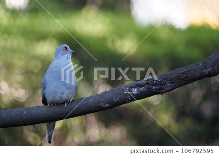 Diamond dove ~ Sagamihara Asamizo Park Fureai Animal Square ~ Diamond dove ~ Sagamihara Asamizo Park Fureai Animal Square ~ 106792595