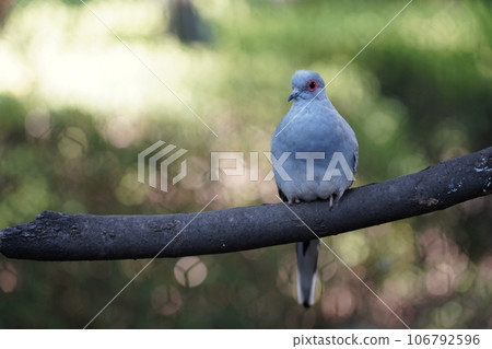 Diamond dove ~ Sagamihara Asamizo Park Fureai Animal Square ~ Diamond dove ~ Sagamihara Asamizo Park Fureai Animal Square ~ 106792596