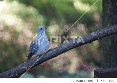 Diamond dove ~ Sagamihara Asamizo Park Fureai Animal Square ~ Diamond dove ~ Sagamihara Asamizo Park Fureai Animal Square ~ 106792599