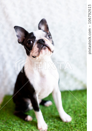 Reeds boston terriers cheap