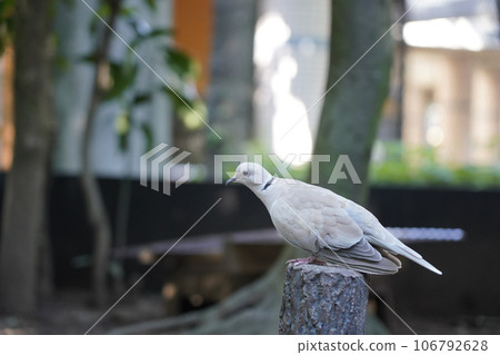 樹掛鴿子～相模原麻溝公園親密動物廣場～ 106792628