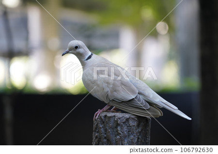 Juzukake Dove ~ Sagamihara Asamizo Park Fureai Animal Square ~ Juzukake Dove ~ Sagamihara Asamizo Park Fureai Animal Square ~ 106792630