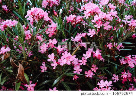 Gorgeous bright pink flowers of rhododendron bush blooming with green leaves in garden park. Nature, botany, gardening. 106792674