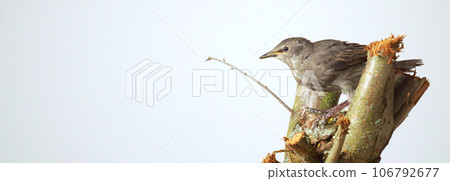 Side view of wonderful grey bird common starling Sturnus vulgaris sitting on wooden branch stump on white background. 106792677