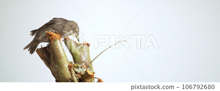 Side view of amazing grey bird common starling Sturnus vulgaris sitting on cut tree, looking down, searching insects. 106792680