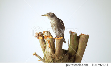 Side view of grey bird common starling Sturnus vulgaris sitting on wooden branch stump cut tree on white background. 106792681