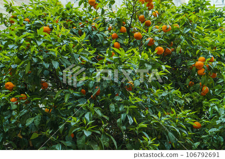 Amazing ripe juicy tangerines mandarins hanging on huge tree with green leaves growing in garden orchard on sunny day. Amazing ripe juicy tangerines mandarins hanging on huge tree with green leaves growing in garden orchard on sunny day. 106792691