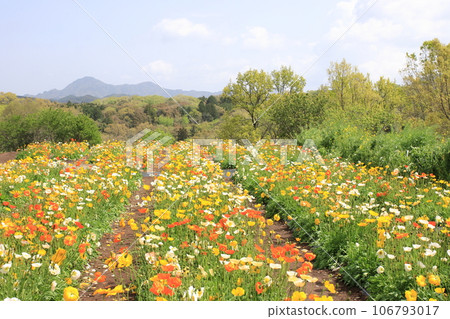 Poppy flower garden in full bloom 106793017