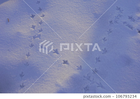 Accumulated snow and traces of birds walking 106793234
