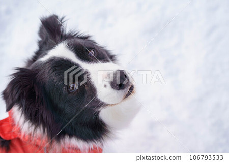 邊境牧羊犬在雪地上抬頭看著你 邊境牧羊犬在雪地上抬頭看著你 106793533