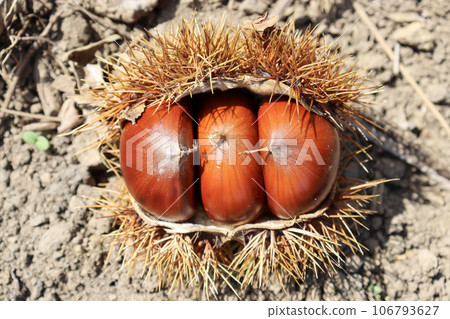 毛刺栗子，秋天的味道 106793627