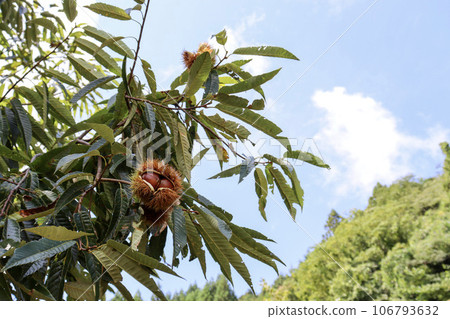 秋天的味道：成熟的栗子和藍天 106793632