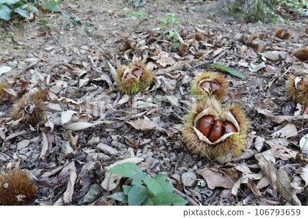 Japanese chestnuts before harvest, a taste of autumn 106793659