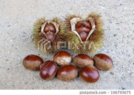 Japanese chestnuts and burr chestnuts are the taste of autumn. Japanese chestnuts and burr chestnuts are the taste of autumn. 106793675