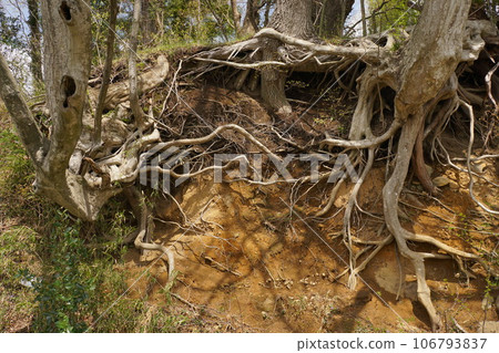 一棵樹根裸露在陽光下 106793837