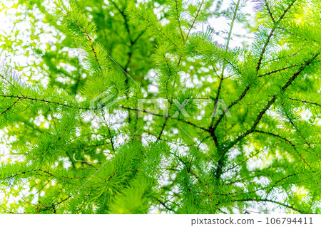 Larch Larch 106794411