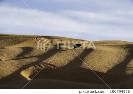 Beautiful sand dunes in the Sahara desert Beautiful sand dunes in the Sahara desert 106794956