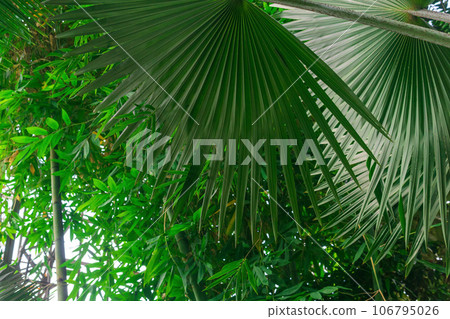 palms and other tropical trees in large greenhouse palms and other tropical trees in large greenhouse 106795026