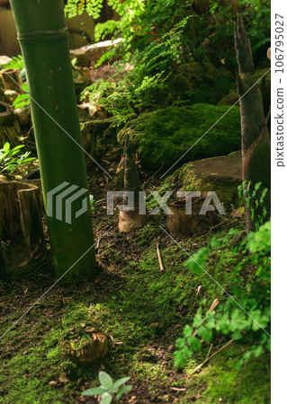bamboo sprout growing among of large bamboo stems 106795027