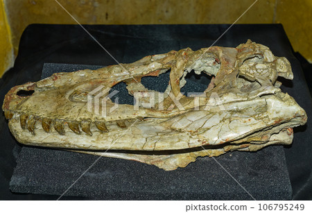Real scull of Tarbosaurus baatar dinosaur found in Mongolia Gobi desert Real scull of Tarbosaurus baatar dinosaur found in Mongolia Gobi desert 106795249
