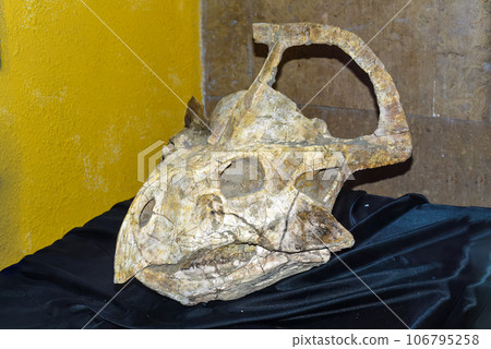 Fossils of Protoceratops found in Mongolia Gobi Desert 106795258