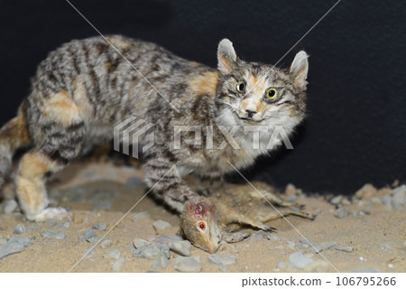 Eurasian wild cat stuffed animal in mongolian museum Eurasian wild cat stuffed animal in mongolian museum 106795266