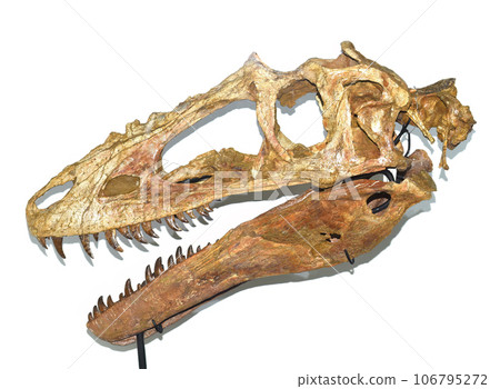 Fossils of Alioramus exhibited in Mongolian Central Museum of Dinosaurs Fossils of Alioramus exhibited in Mongolian Central Museum of Dinosaurs 106795272