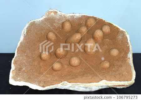 Real dinosaurs eggs found in Gobi desert of Mongolia Real dinosaurs eggs found in Gobi desert of Mongolia 106795273
