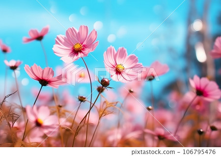 Cosmos flowers beautiful in the garden 106795476