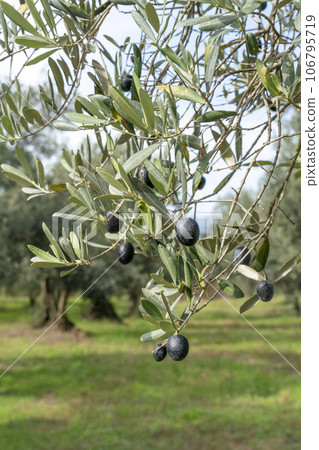 closeup ripe fruits with selective focus on olive tree 106795719