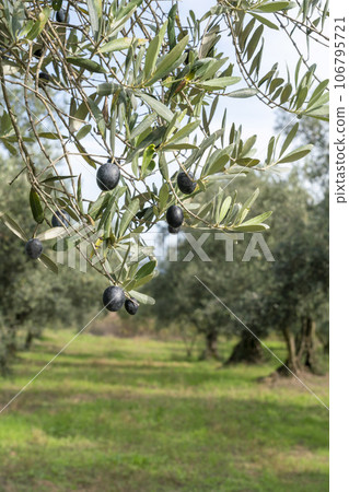 ripe fruits on olive tree at garden 106795721