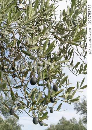 ripe black olive fruits on branch of tree - Stock Photo [106795723] - PIXTA