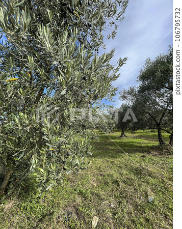 olive trees full of ripe fruits in a farm in a sunny day 106795732
