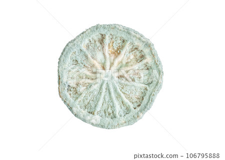 slice of lemon or citrus fruit spoiled by mold slice of lemon or citrus fruit spoiled by mold 106795888