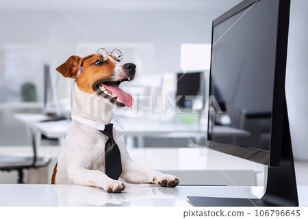Dog jack russell terrier in glasses and a tie sits at a desk Dog jack russell terrier in glasses and a tie sits at a desk 106796645