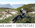 Penguins playing together in the grassland 106797141