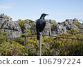 A crow stands on a pole at the top of Table Mountain 106797224