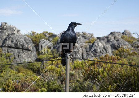 A crow stands on a pole at the top of Table Mountain 106797224