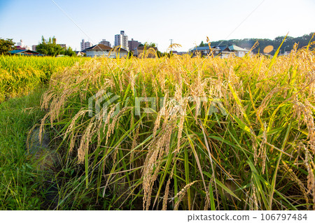 Fruitful autumn 106797484