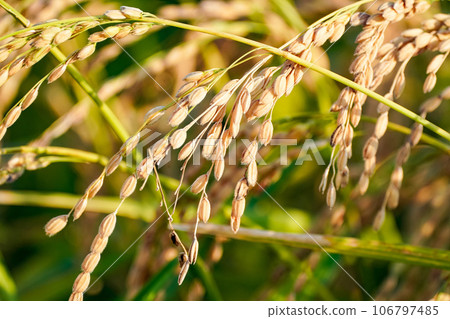 Golden rice ear Golden rice ear 106797485