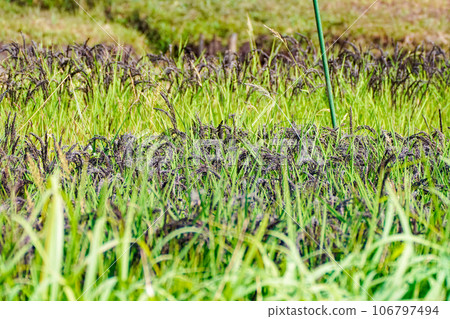 fruitful black rice 106797494