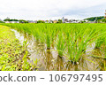 城市裡留下的稻田 106797495
