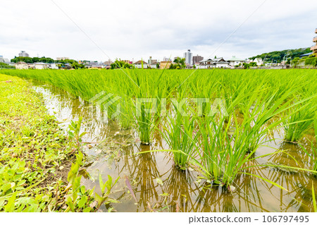 Paddy fields left in the city Paddy fields left in the city 106797495