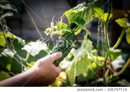 A hand picks a cucumber. Closeup of fresh green vegetables ripening in glasshouse A hand picks a cucumber. Closeup of fresh green vegetables ripening in glasshouse 106797519