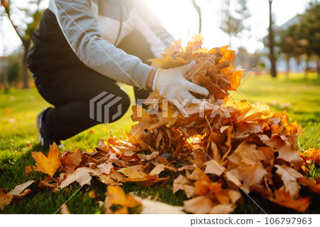 Harvesting autumn leaves. Man cleans the autumn park from yellow leaves. Volunteering, cleaning. 106797963