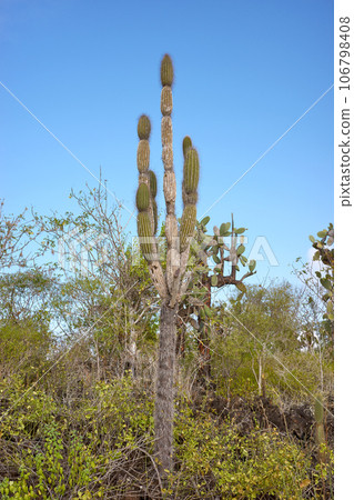 Giant opuntia (Opuntia galapageia) on Santa Cruz Island, Galapagos National Park, Ecuador. Giant opuntia (Opuntia galapageia) on Santa Cruz Island, Galapagos National Park, Ecuador. 106798408