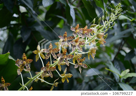 Grammatophyllum speciosum orchid flower 106799227