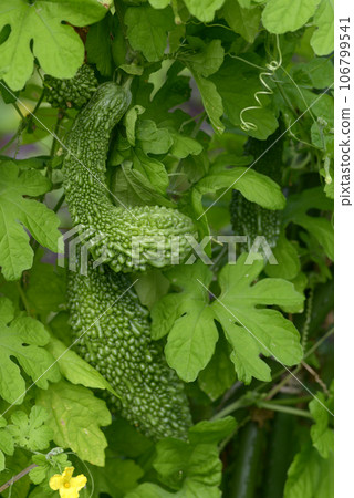 Goya Nigauri 106799541